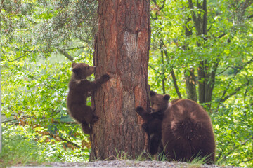 Bear cubs climbing in Romania