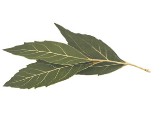Fototapeta premium Bay Leaf (Laurus nobilis) Glossy, dark green bay leaves with a strong, herbal aroma, simmered in soups, stews, and marinades