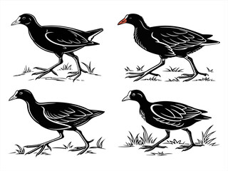 gallinule sihouette black vector bundle