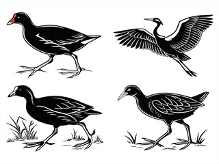 gallinule sihouette black vector bundle