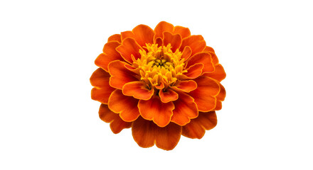 Marigold flower isolated on PNG background.