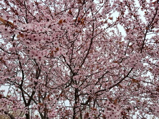 Amazing view of gentle pink colors during the flowering of Ukrainian cherries.