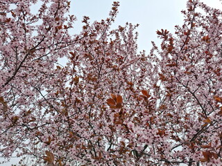 Even in cloudy weather, flowering trees do not lose their beauty in early spring.