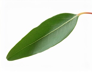 Obraz premium fresh eucalyptus sprig cut out
