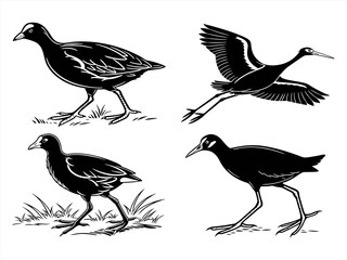 jacana sihouette black vector bundle