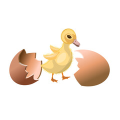 Chick hatching egg. Newborn duckling with broken eggshell in poultry incubator. Vector illustration isolated on white background
