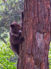 Bear cubs climbing in Romania