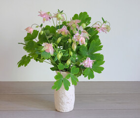 Delicate aquilegia flowers in a vase