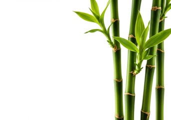Obraz premium Fresh green bamboo shoots on white background