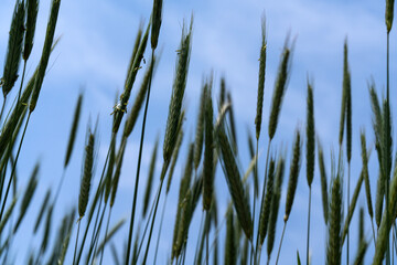Naklejka premium swaying barley in the wind