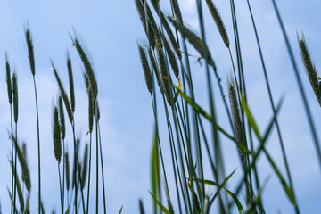 Fototapeta premium swaying barley in the wind