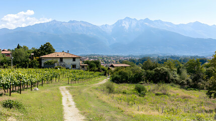 Vineyard Path With Mountain View