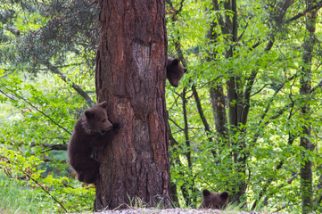 Young bears playing, in Romania
