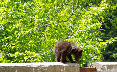 Young bears playing, in Romania