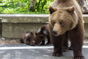 Fototapeta premium Young bears playing, in Romania