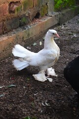 A pristine white pigeon with distinctively feathered feet and fanned tail feathers stands on earthy ground near a brick wall.