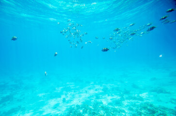 School of fish navigates clear blue waters, casting ethereal shadows on ocean floor. Sunlight illuminates aquatic scene, accentuating vibrant marine environment