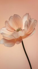 white magnolia flower