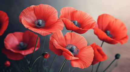 red poppy flowers