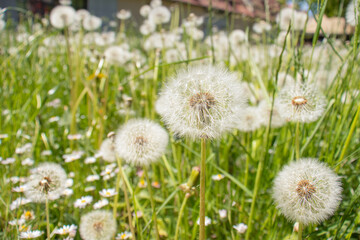Close-up of dandelions in a meadow during seed dispersal stage