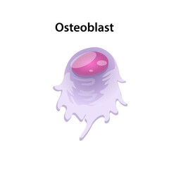Osteoblast