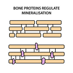  BONE PROTEINS REGULATE MINERALISATION.