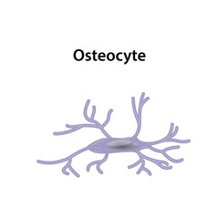 Osteocyte