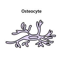 Osteocyte