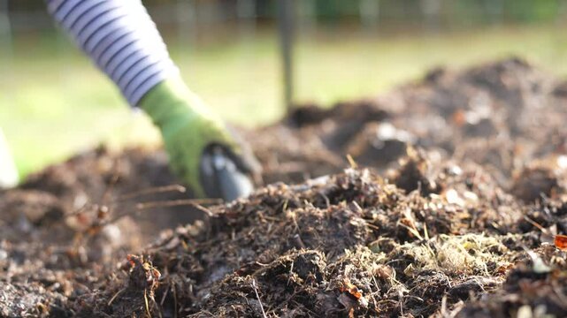 turning a compost pile in a community garden. compost full of microorganisms. sustainable regenerative agriculture with a soil sample