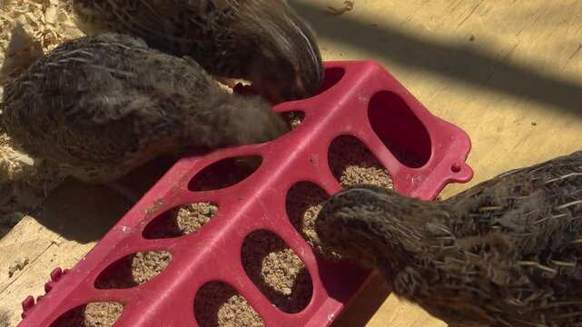 Close-up of Jumbo Coturnix Quails eating out of a feeder outside during a sunny day.