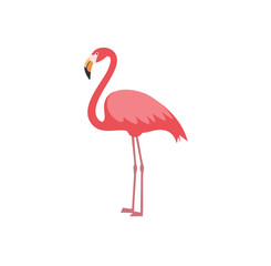 Pink flamingo bird tropical animal illustration