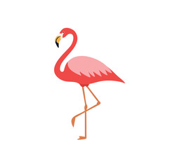 Pink flamingo bird tropical summer design