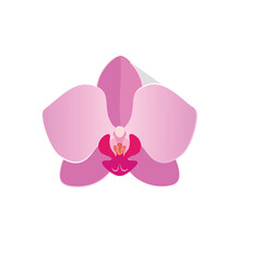Pink orchid flower blossom floral design element