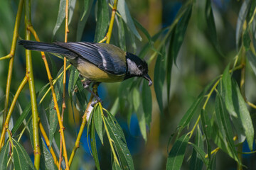 blue tit on branch