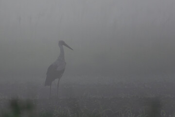 Fototapeta premium white stork in the field