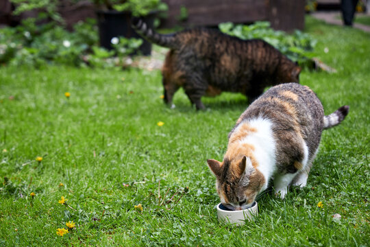 A calico cat eating food from a bowl on the green lawn in the garden.