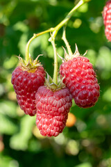 Rubus idaeus berry