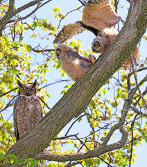 Great-horned Owl sitting on a tree branch with their mother, Quebec, Canada