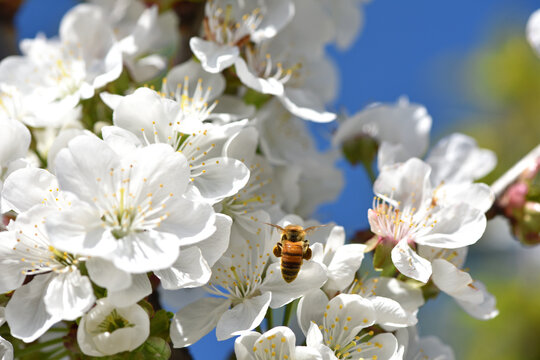Honey Bee. Apis mellifera, Bee pollinating cherry blossoms. A bee collecting pollen and nectar from a cherry tree flower. Macro shot with selective focus. insect in nature