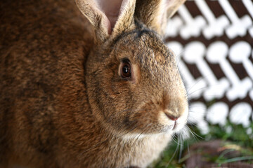 domestic rabbit animal in cage. livestock farm. Fluffy pet rabbit, bunny, watching from rabbit hutch, cage in the garden. close-up. agriculture, industry. furry domestic animal