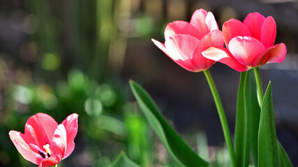 Fototapeta premium red tulips. spring flowers. Red tulip flowers bloomed in spring. for women's day. blooming flowerbed. Bright red tulips field. Close up bottom view Sunny day. beauty of nature. natural background