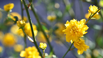 Kerria japonica. Yellow flowers Japanese kerria, vivid bush flowering in spring. Yellow flowers...