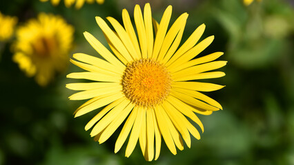 Obraz premium Doronicum orientale. yellow chamomile flowers close up. top view. Yellow flowers with long petals. a flowering flower bed in spring or summer. blooming season, wild flower, beauty in nature