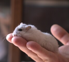 hamster in a hand