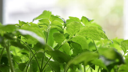 A small plant, tomato leaves, green sprout. Ecology, environmental protection. Greenhouse work. tomato seedlings, small plants. spring, start of work, agriculture, green background