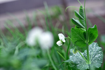 Green Pea plant with white flower in a garden. Young plant sprouts close-up, flowering peas on agricultural field. spring season. climbing peas, industry, farmland.