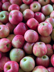 Apple picking in Vermont during fall 