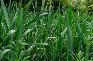 Fresh green grass after rain. Selective focus, blurred background. Illustration for spring content....