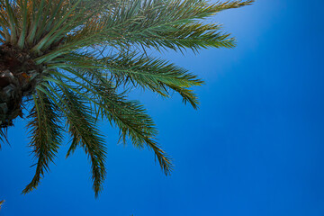 palm tree against blue sky