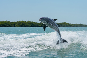dolphin jumping out of water